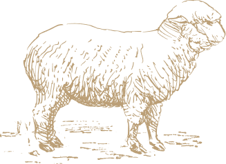 lamb